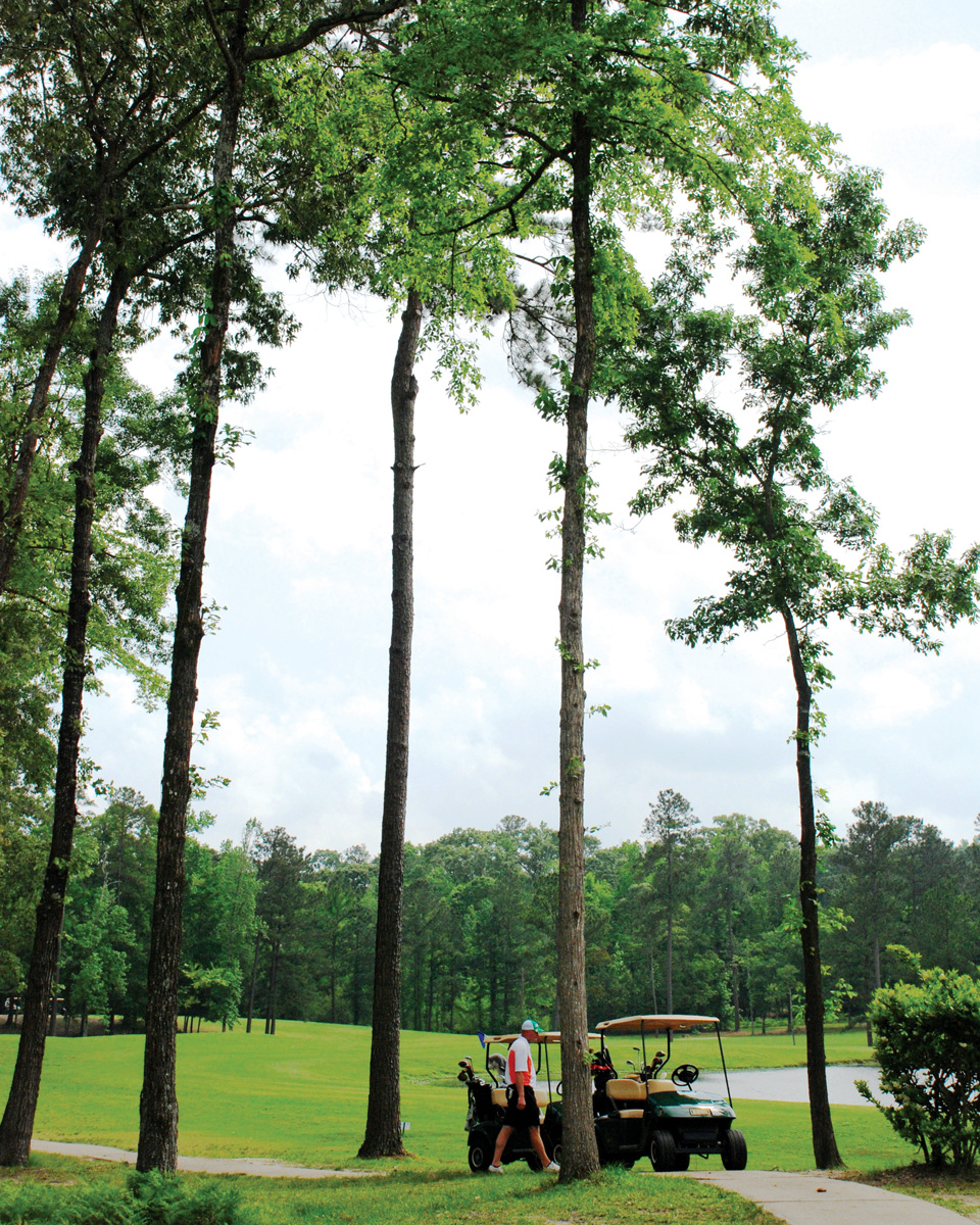 Golf Beneath Tall Pines